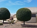 sunnysideaz-19